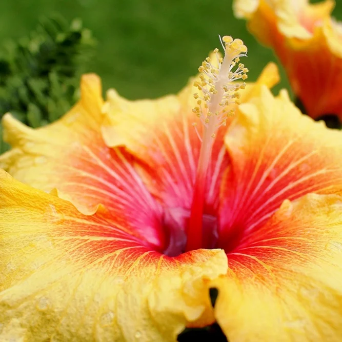 hibiscus-front