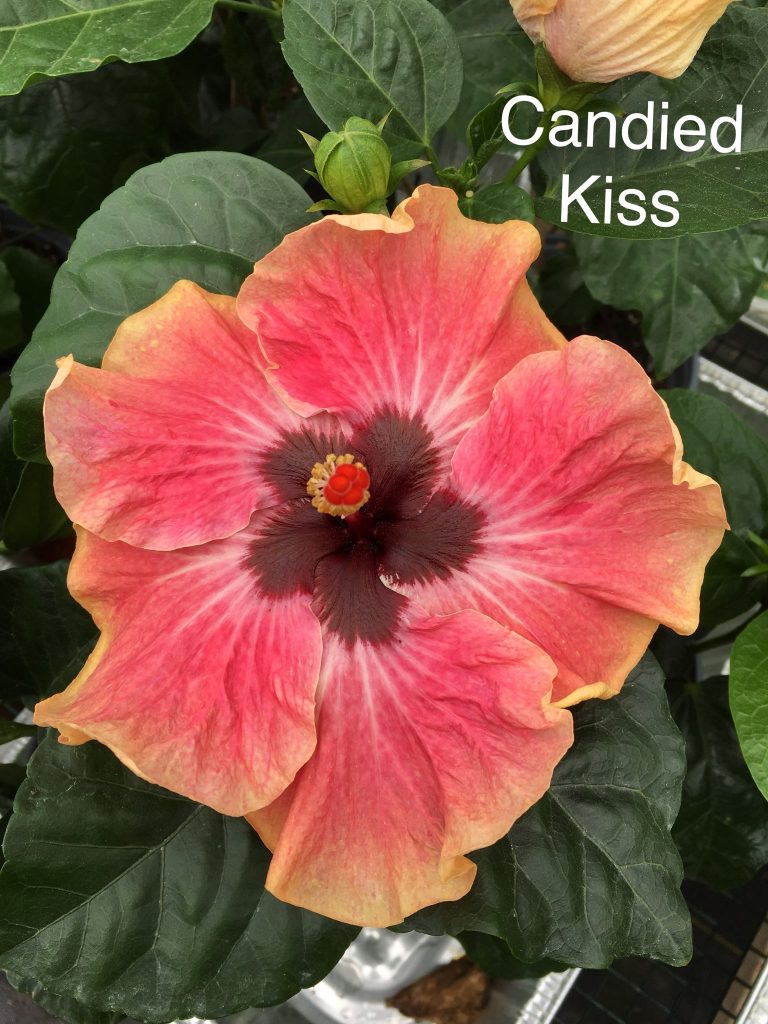 CANDIED-KISS-GP-768x1024.jpg