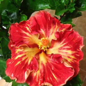 Cajun Paprika (2)