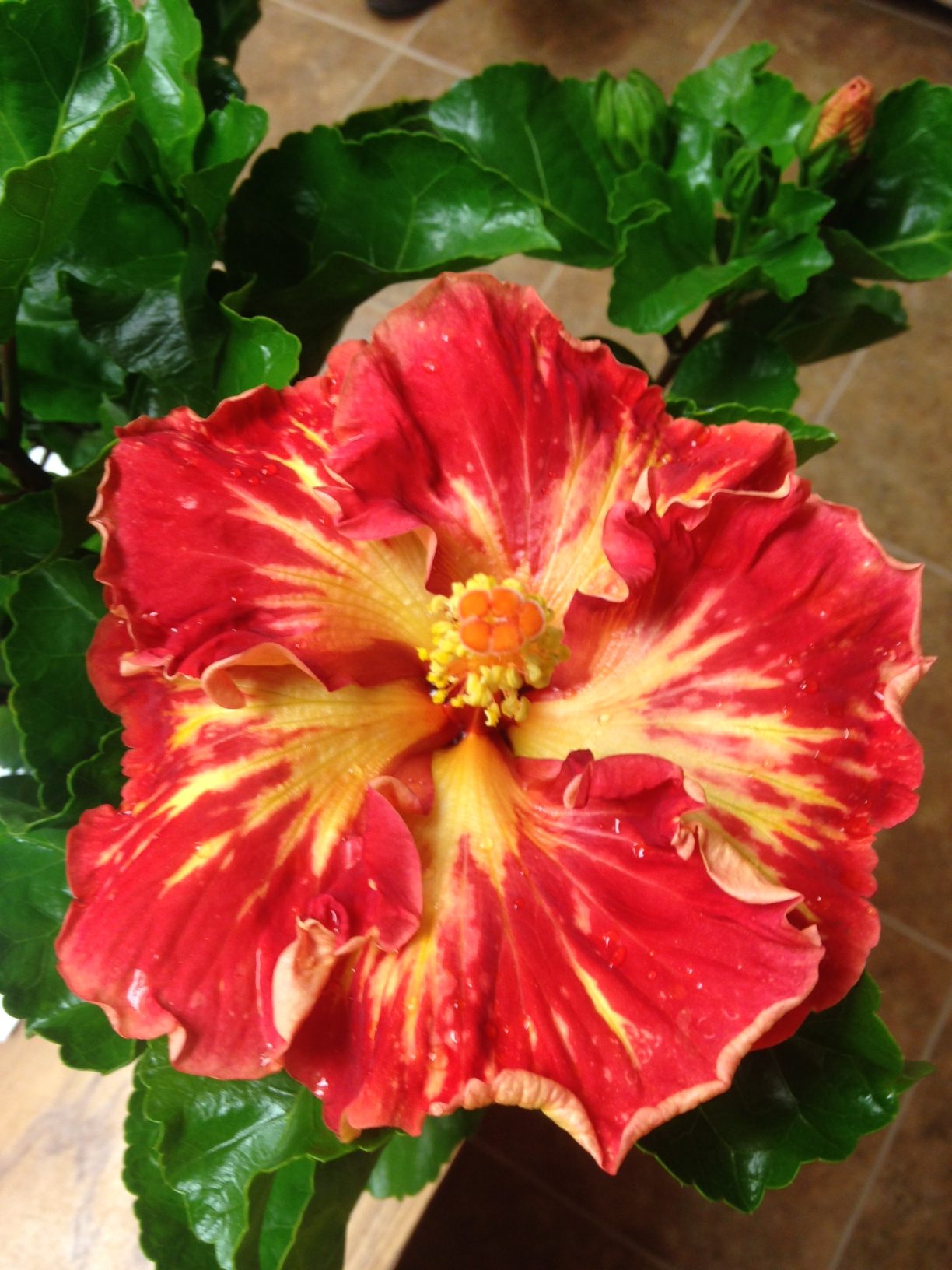 Cajun Paprika (2)