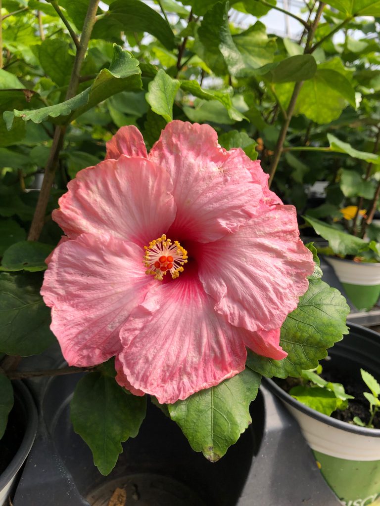 LOVELY-PINK-768x1024.jpeg