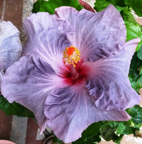 FLOWERS ジグソーパズル　InnocentGrey スオマユ BLUE BY YOU - Dupont Nursery