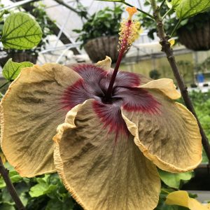 DARK SECRET - Dupont Nursery