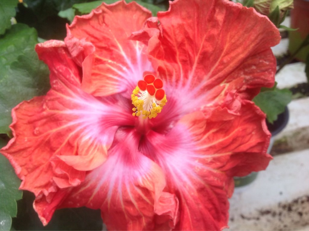 Remembering Colbert Light My Fire x Storm Front