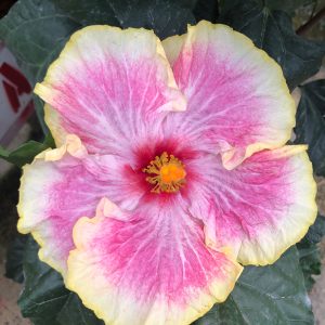 STRAWBERRIES & CREAM