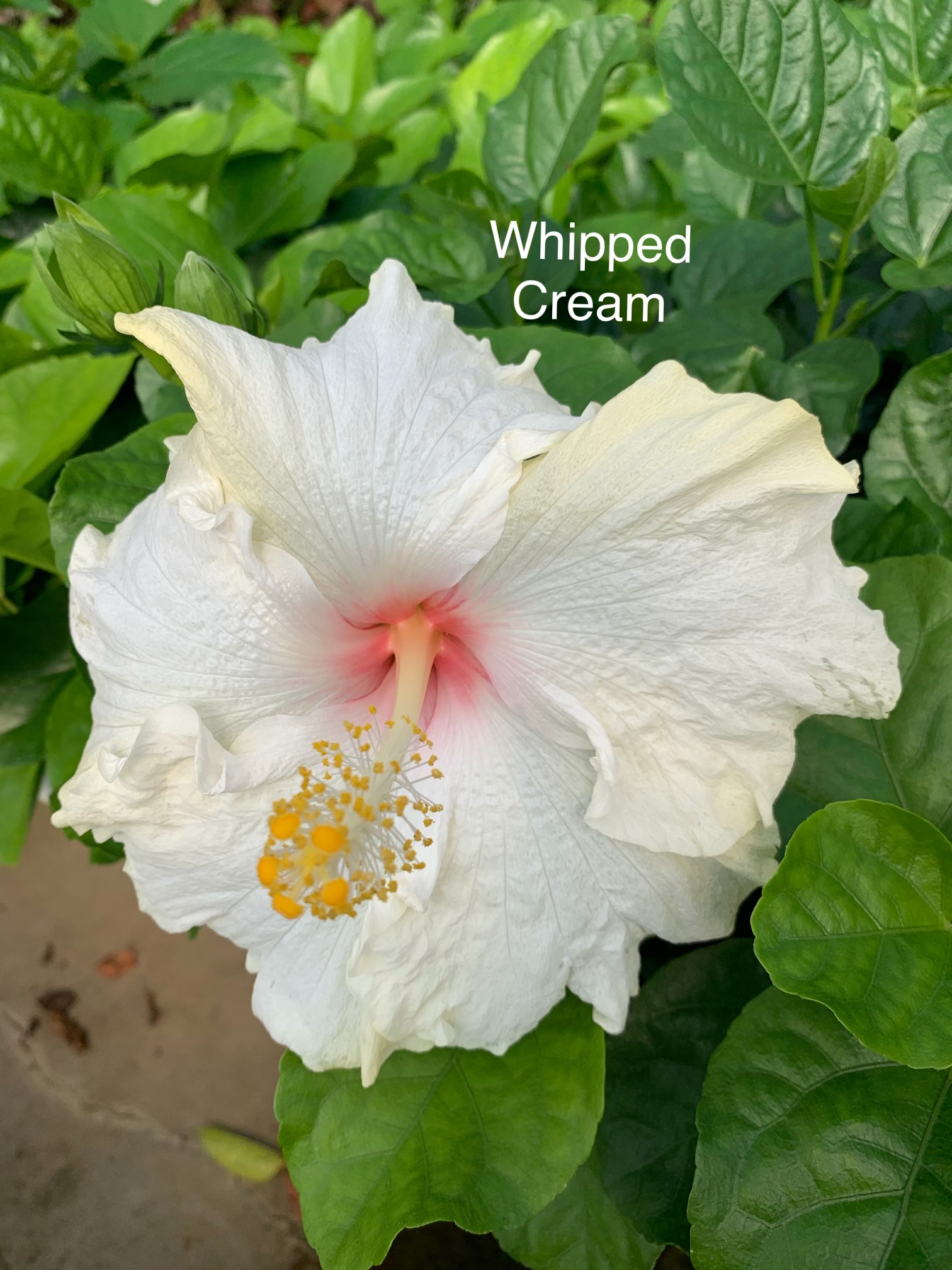 Whipped Cream
