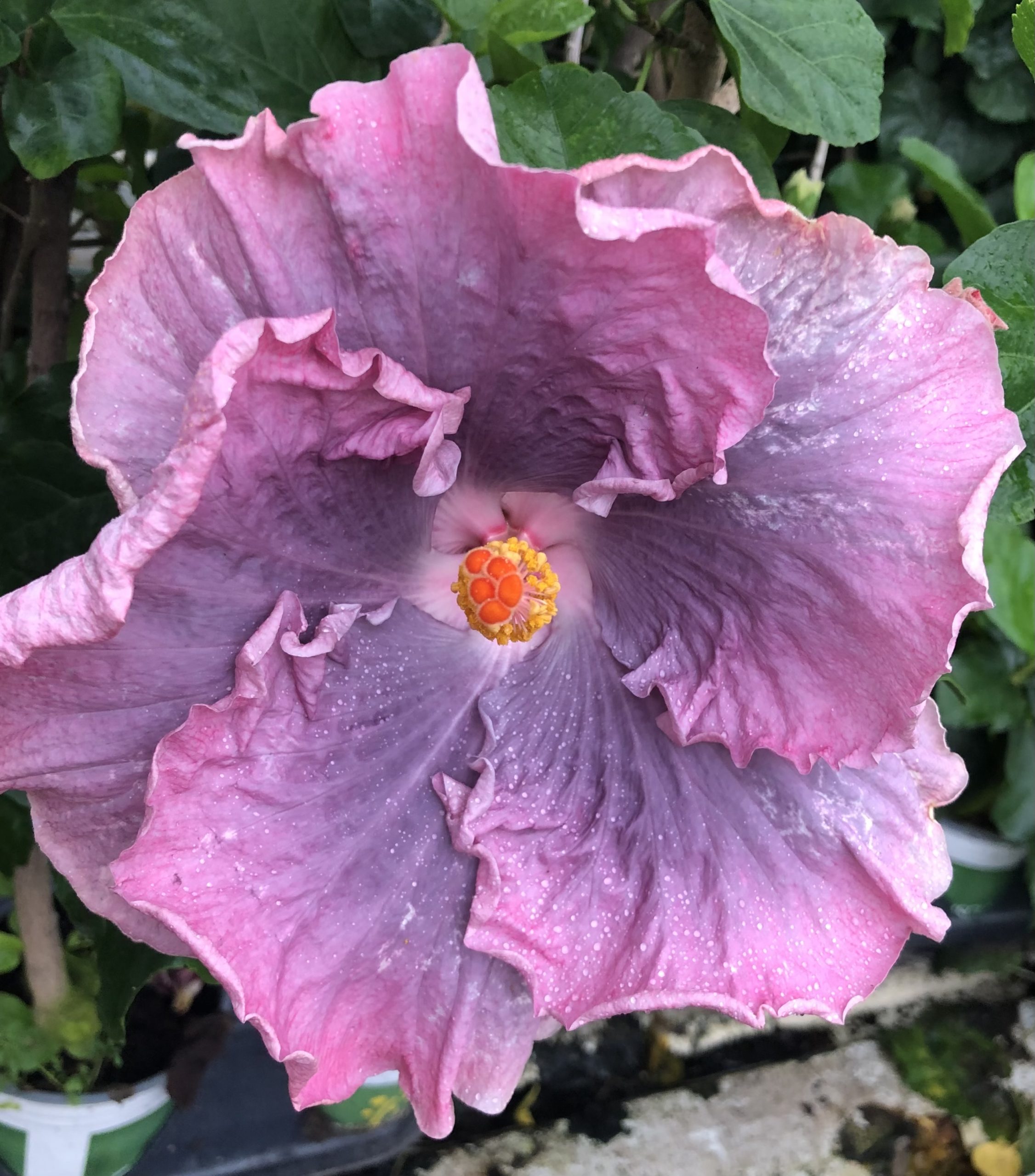 BLUE MONDAY - Dupont Nursery
