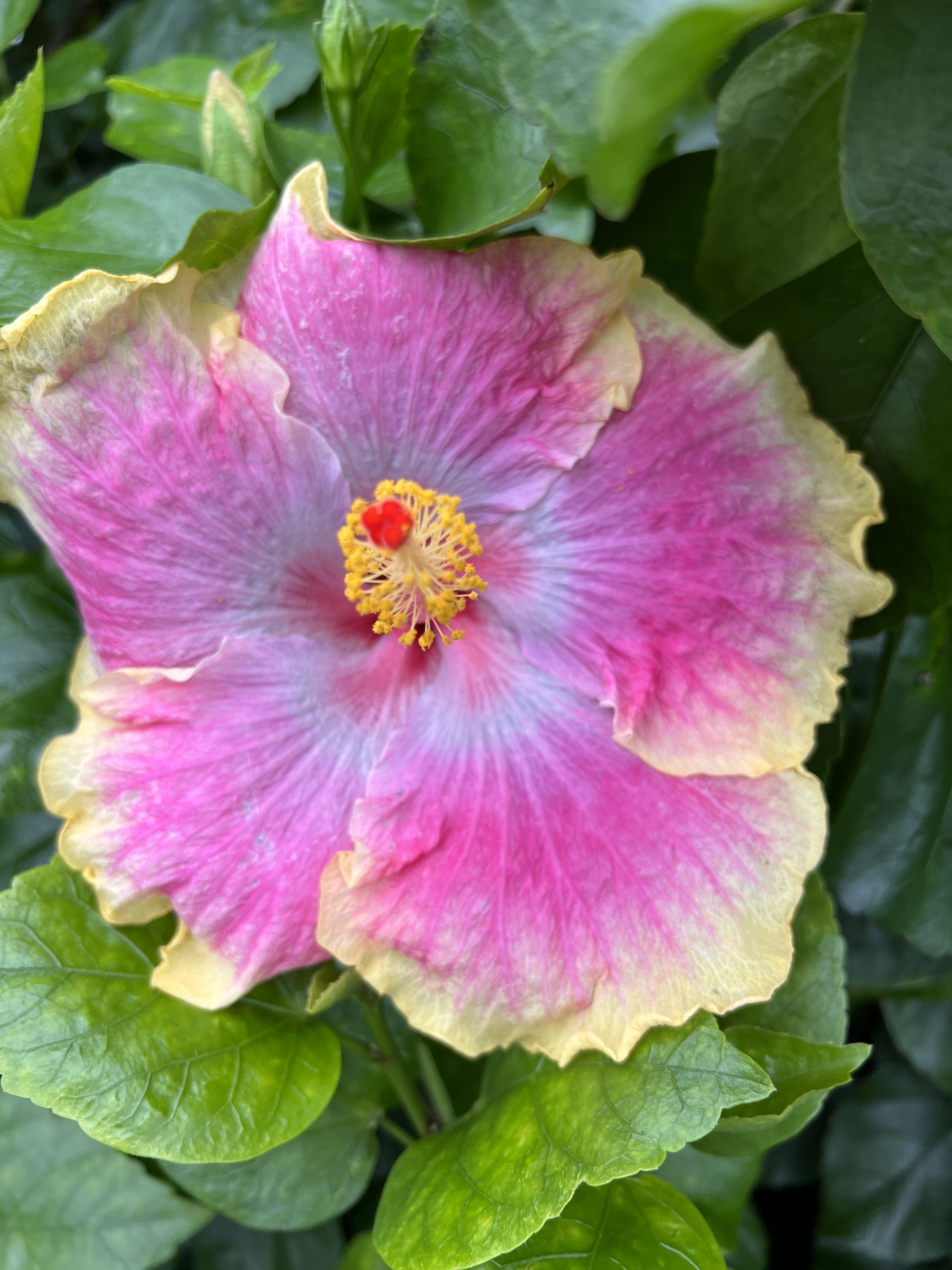 KISSING TIME - Dupont Nursery