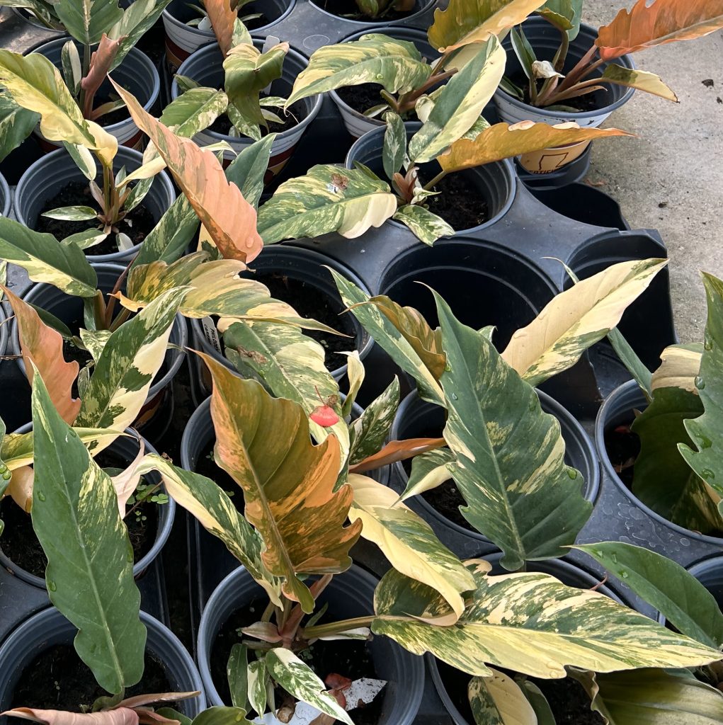Philodendron Caramel Marble - Dupont Nursery
