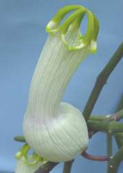 ceropegamp