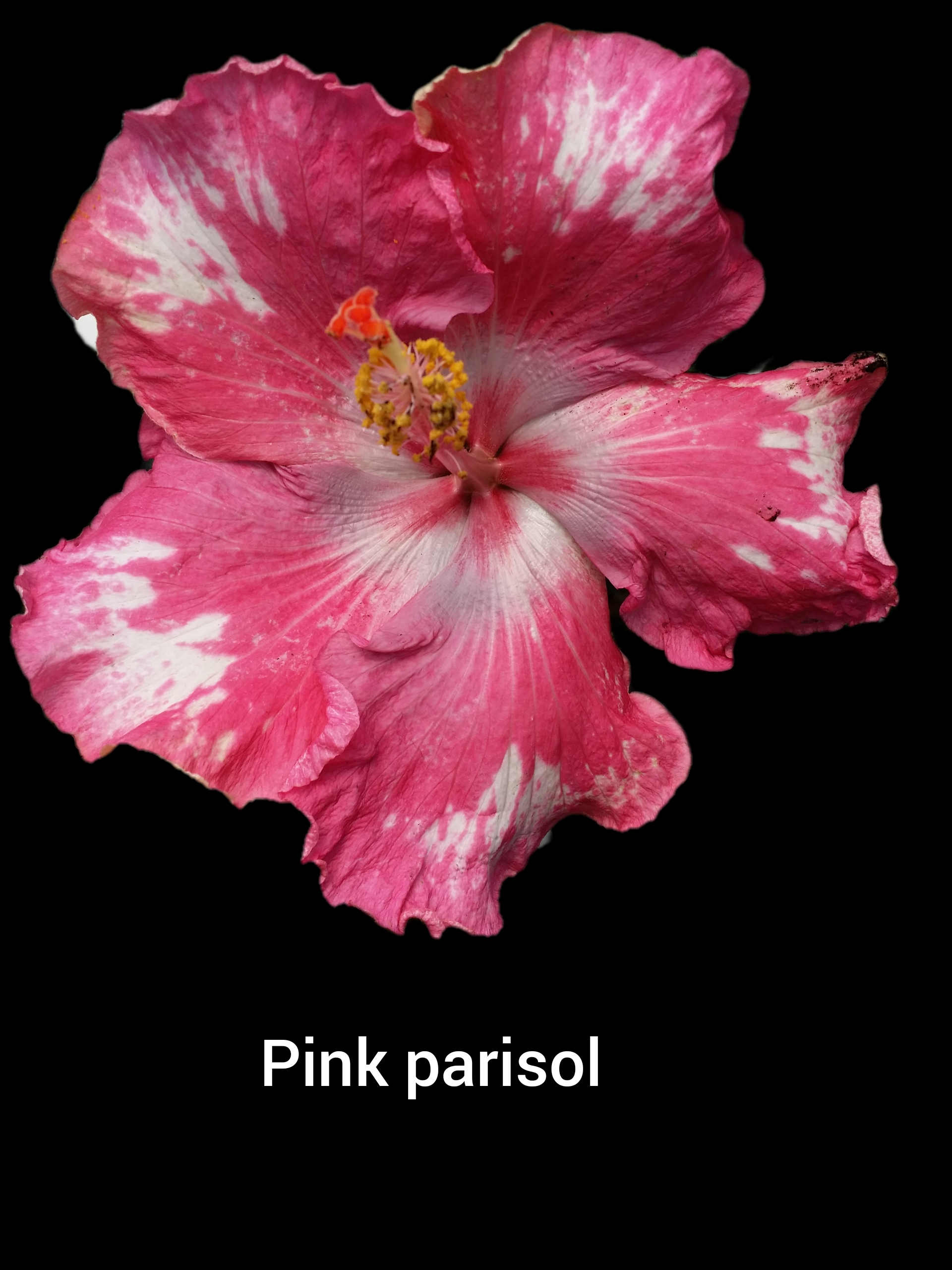 PINK PARASOL