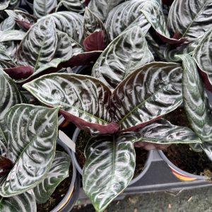 Aphelandra Nova Fuego