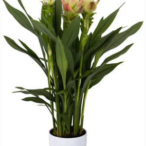 Curcuma Siam Solar