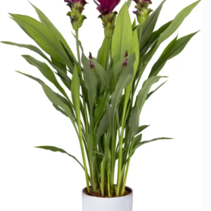 Curcuma Siam Skyline