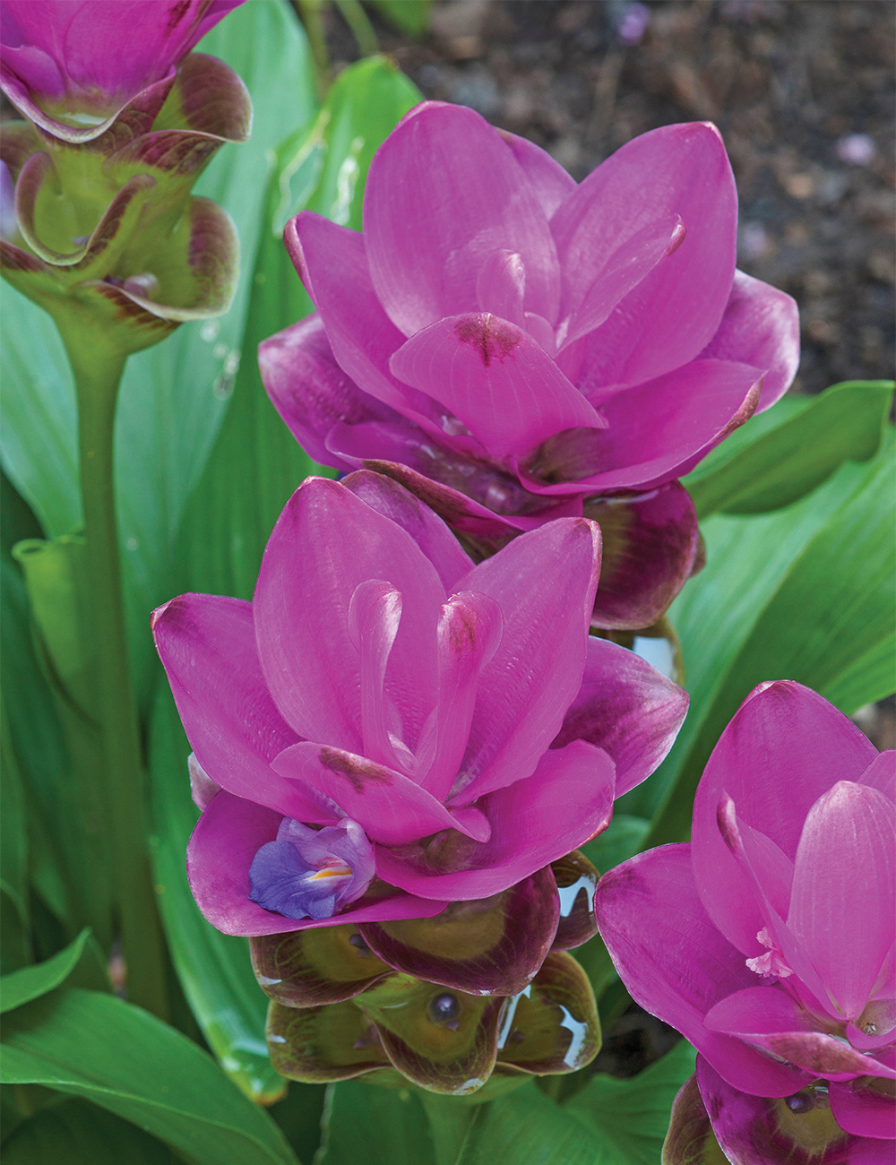 Siam tulip (Curcuma alismatifolia). Called Summer tulip also