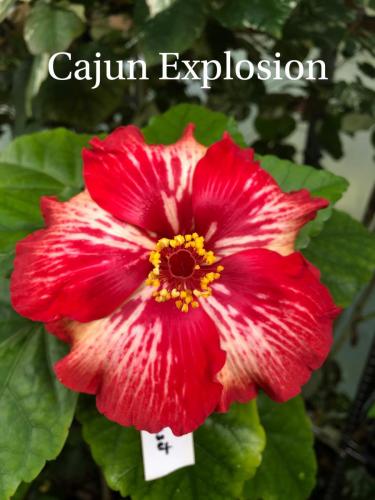 CAJUN EXPLOSION