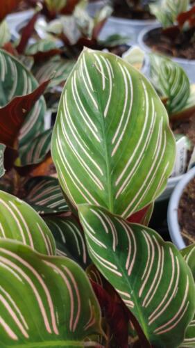 CALATHEA BEAUTY STAR (2)