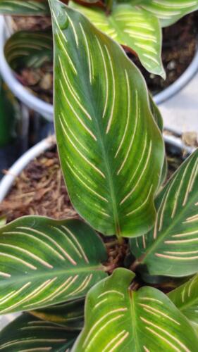CALATHEA BEAUTY STAR