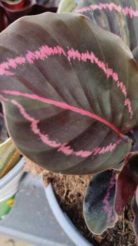 CALATHEA DOTTIE