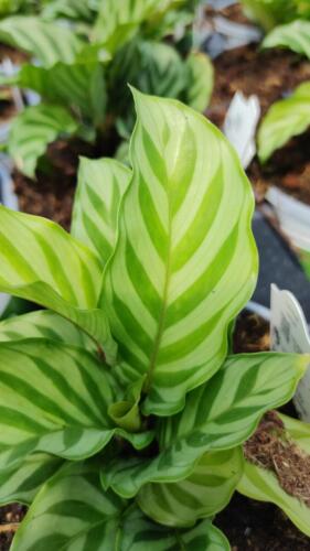 CALATHEA FREDDIE