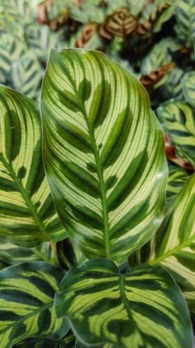 CALATHEA MOKOYANA