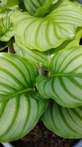 CALATHEA ORBIFOLIA