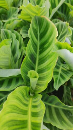 CALATHEA ZEBRINA
