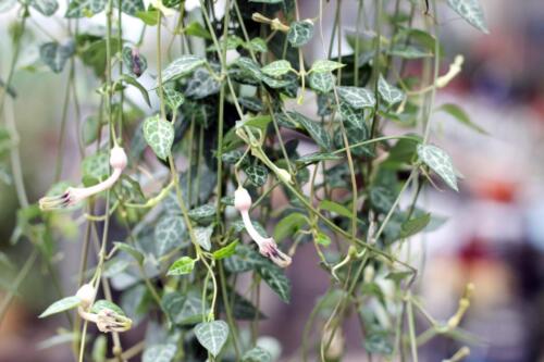 CEROPEGIA STRING OF SPADES