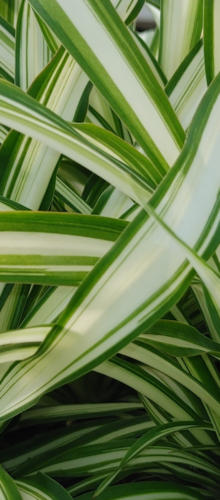 CHLOROPHYTUM GREEN EDGE (2)