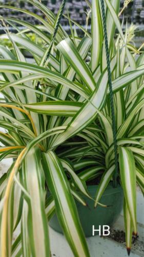 CHLOROPHYTUM GREEN EDGE