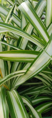 CHLOROPHYTUM GREEN EDGE