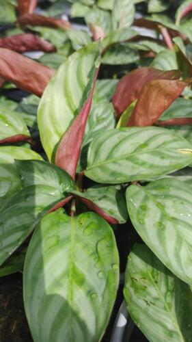 CTENANTHE COMPACT STAR