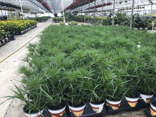 Cyperus-Papyrus-Dwarf