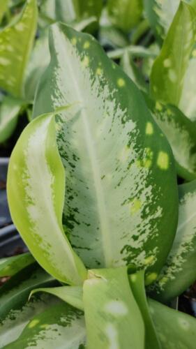 DIEFFENBACHIA PANTHER
