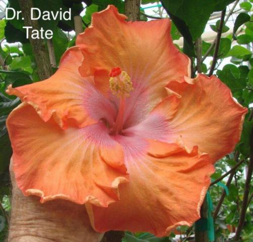 DR. DAVID TATE