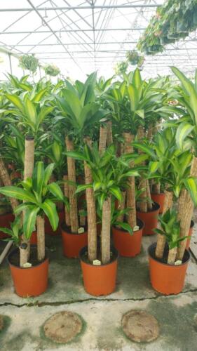 DRACAENA CORN PLANT 3-2-1 (2)