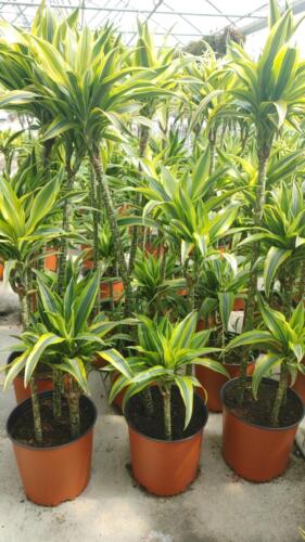 DRACAENA CORN PLANT 3-2-1
