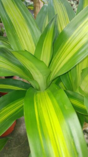 DRACAENA CORN PLANT CANE (2)