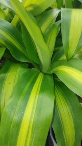 DRACAENA CORN PLANT CANE