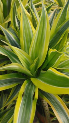 DRACAENA LEMON LIME