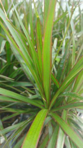 DRACAENA MARGINATA VERDE