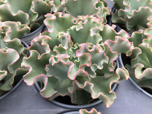 ECHEVERIA CORAL REEF PINK