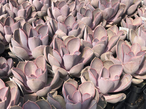EVECHEVERIA PERLE VON NURNBERG