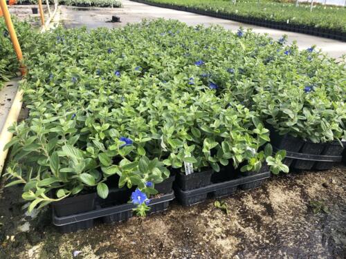 Evolvulus-Compact-Blue-Daze