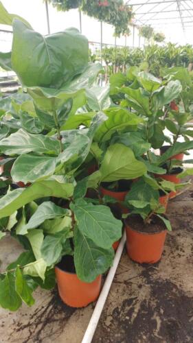 FICUS FIDDLE LEAF FIG (2)