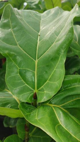 FICUS FIDDLE LEAF FIG