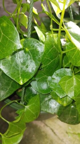 GERMAN IVY WAX LEAF GREEN