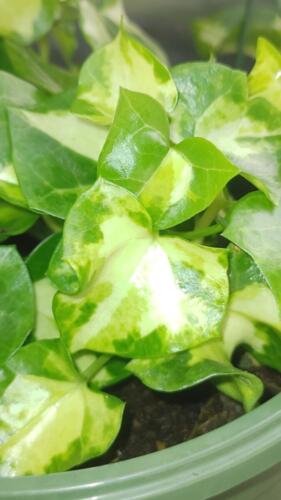 GERMAN IVY WAX LEAF VARIEGATED