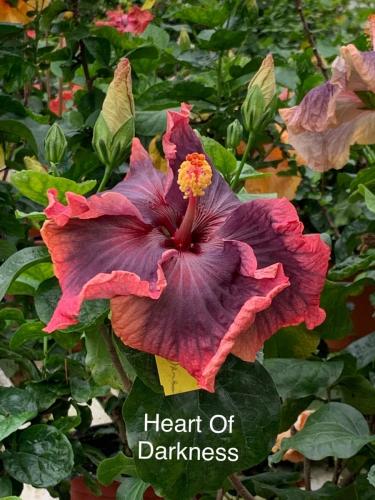 HEART OF DARKNESS