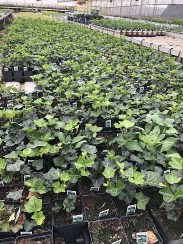 Hedera-Helix-English-Ivy